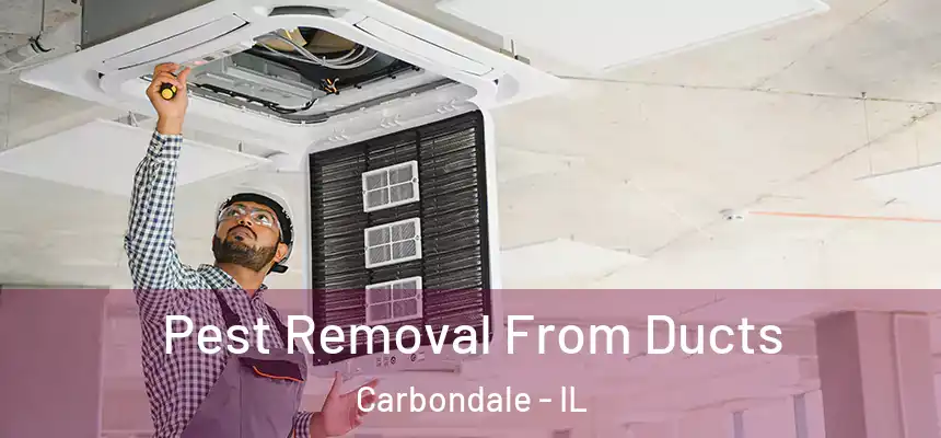 Pest Removal From Ducts Carbondale - IL